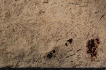 Media type: image;   Entomology PALE-10059